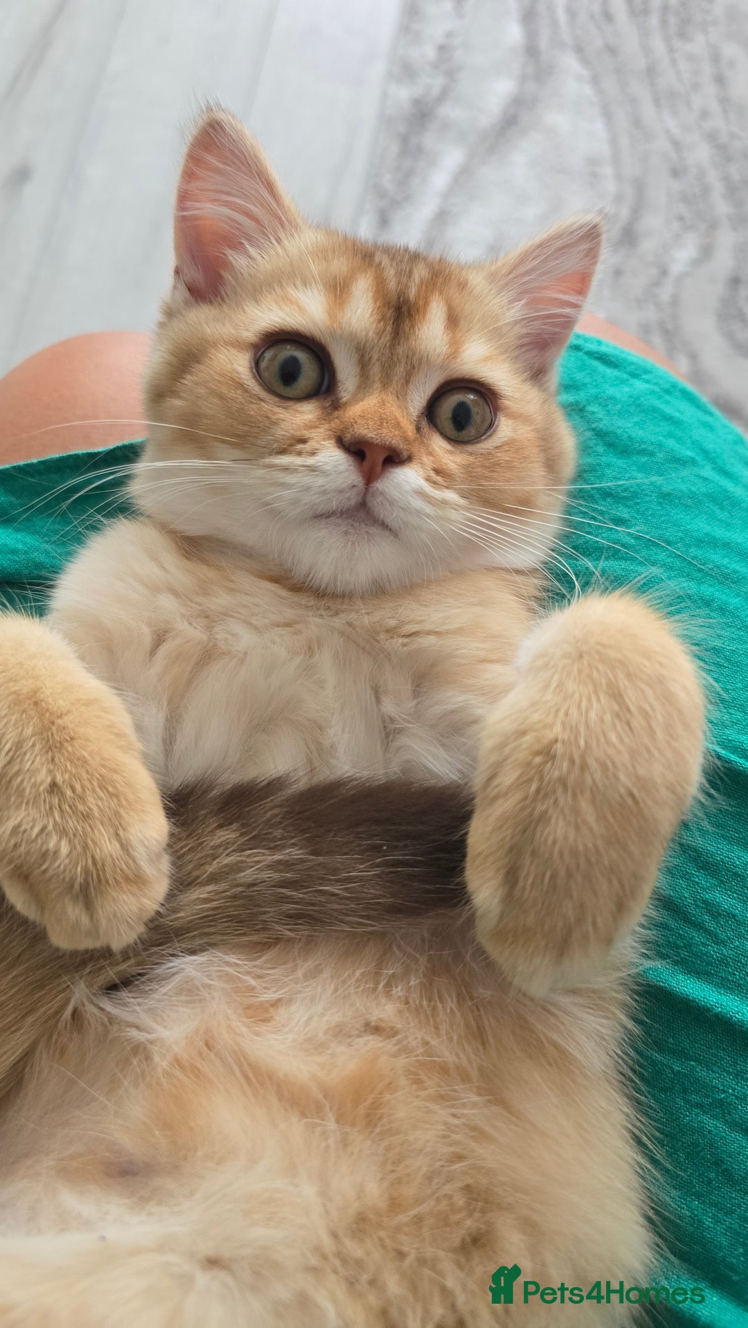 Scottish Fold cats for sale: REDUCED Due to time wasters AVAILABLE boy in Peterhead - Image 8