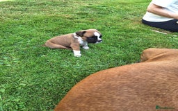 Boxer dogs for sale: Boxer puppies kennel club reg 5 star licence  - Image 20
