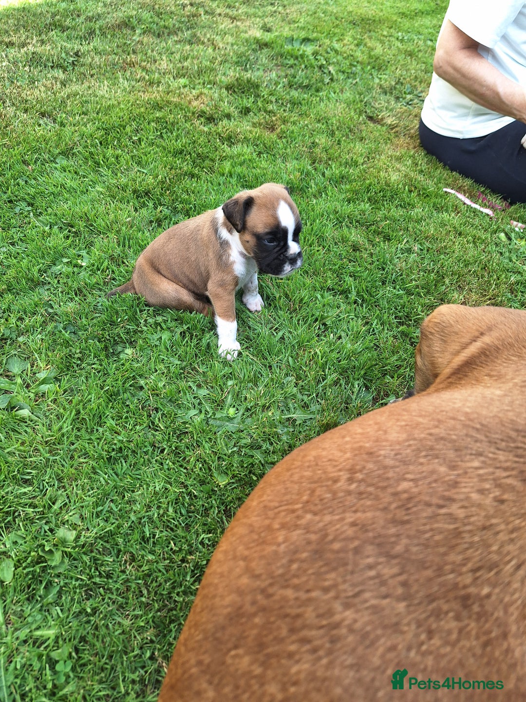 Boxer dogs for sale: Boxer puppies kennel club reg 5 star licence  - Image 20