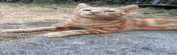 Domestic Shorthair cats for sale: Ash & Cody  - Advert 8