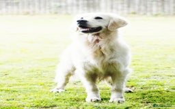 Golden Retriever dogs for sale: Newmiller Retrievers Upcoming Litter Announcement  - Advert 7