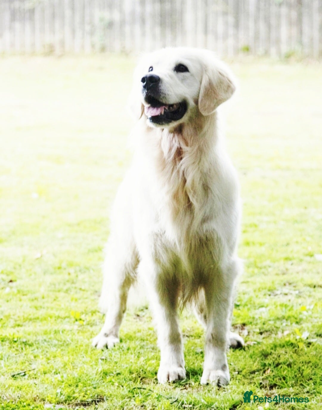 Golden Retriever dogs for sale: Newmiller Retrievers Upcoming Litter Announcement  - Advert 7