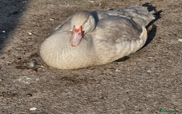 Ducks poultry for sale: Muscovy  - Image 5