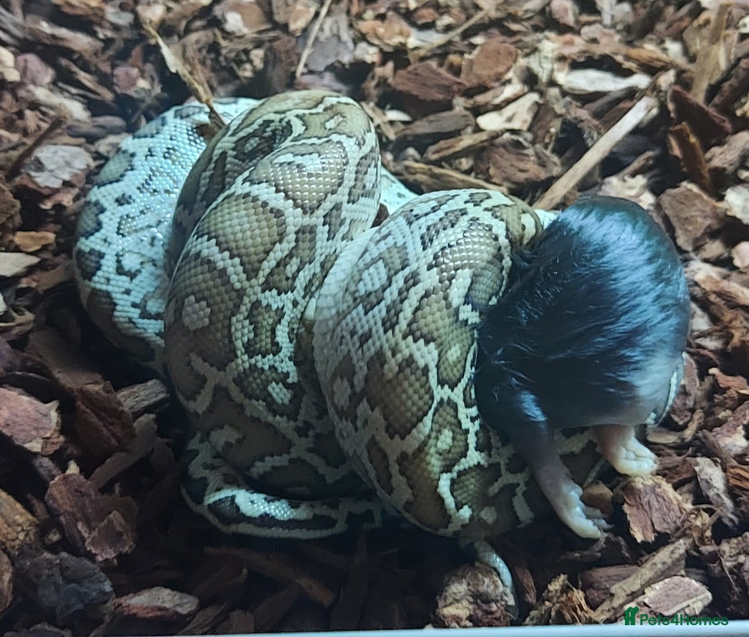 Python Snake reptiles for sale: CB25 Female Dwarf Hypo Python & Setup - Advert 6