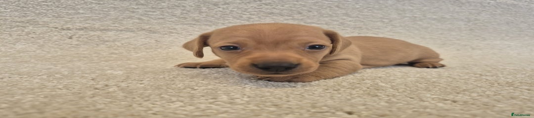 Dachshund Puppy 1