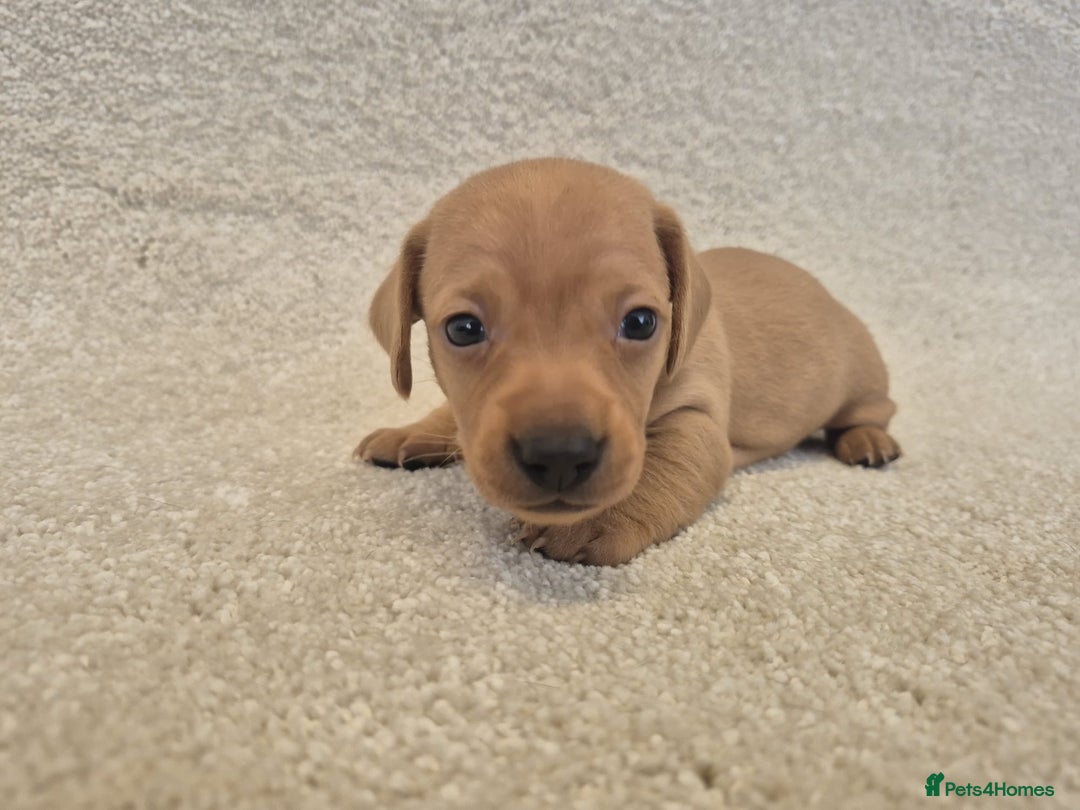 Dachshund dogs for sale: BEAUTIFUL MINI DACSHUNDS - Image 4