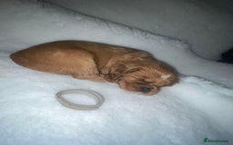 Cavalier King Charles Spaniel dogs for sale: Cavalier King Charles Spaniel Puppies - Image 9