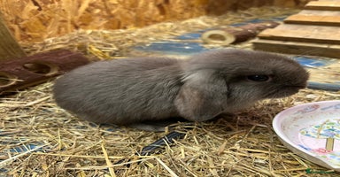 Mini Lop rabbits - Advert 13