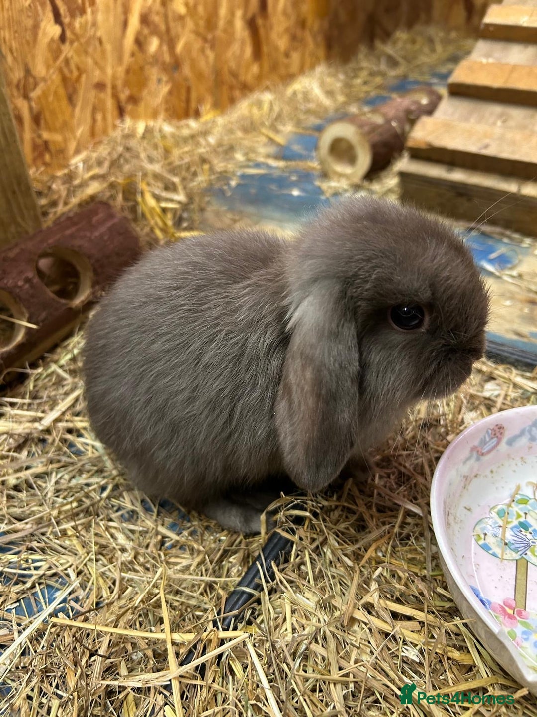 Mini Lop rabbits for sale: 2 Female Minilop Babies for sale £100 for the pair - Image 2