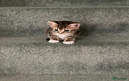 Bengal cats for sale: Two bengal kittens  - Image 4