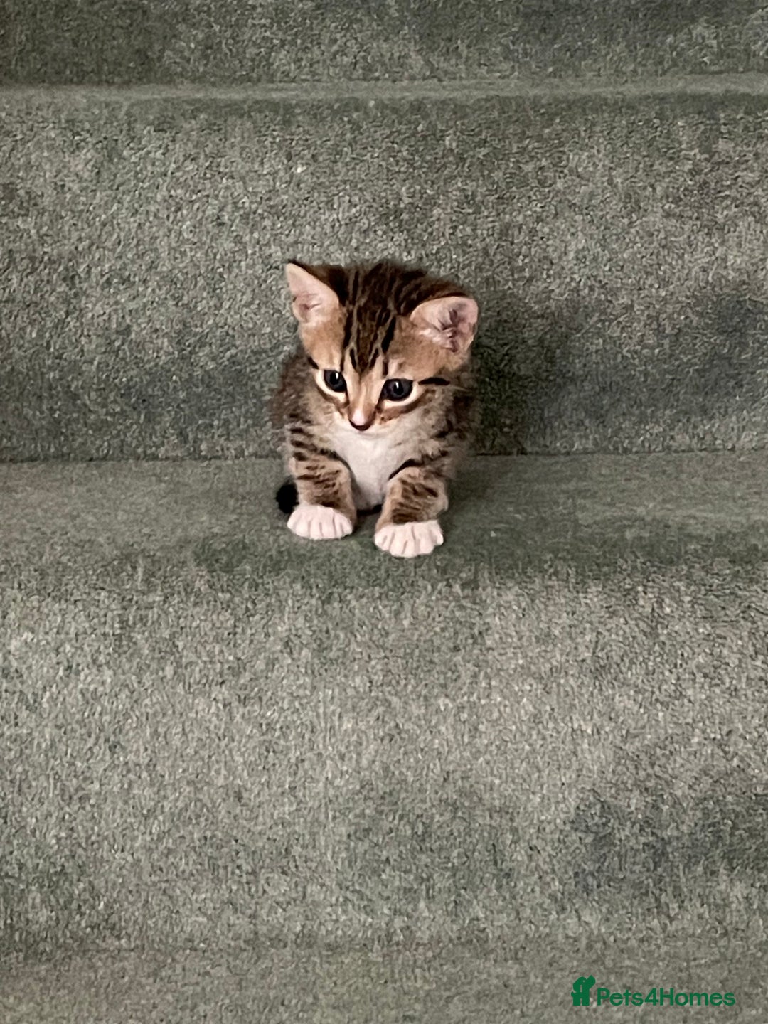 Bengal cats for sale: Two bengal kittens  - Image 4