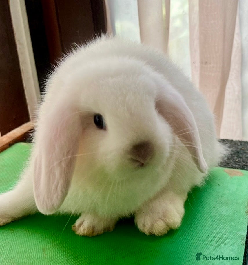 Mini Lop rabbits Mini Lops READY NOW! Now Only 2 available - Advert 9