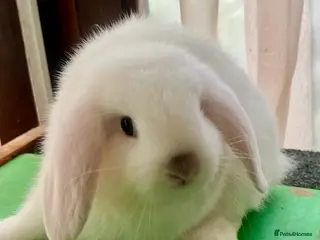 Mini Lop rabbits Mini Lops READY NOW! Now Only 2 available - Advert 9