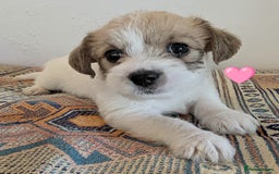 Cavachon dogs for sale: Cavachon Puppies - excellent example!  - Image 3