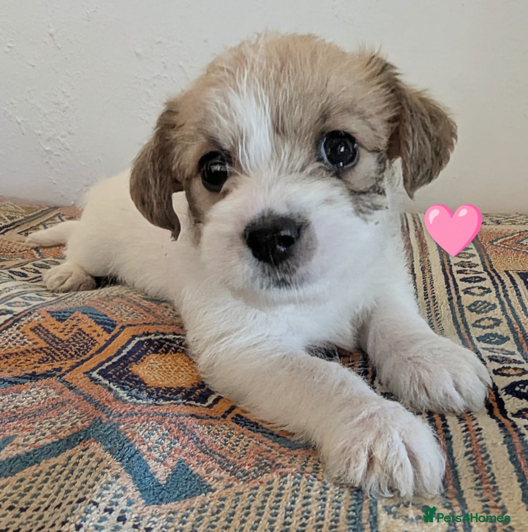 Cavachon dogs for sale: Cavachon Puppies - excellent example!  - Image 3