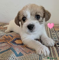 Cavachon dogs - Advert 5