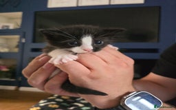 Domestic Shorthair cats for sale: 3 Adorable Kittens - Image 4