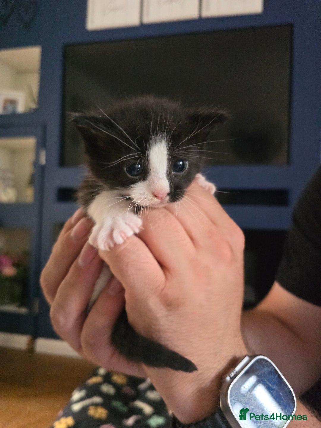 Domestic Shorthair cats for sale: 3 Adorable Kittens - Image 4