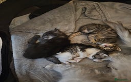 Persian cats for sale: Tabby female with full set up ready to go. - Image 25