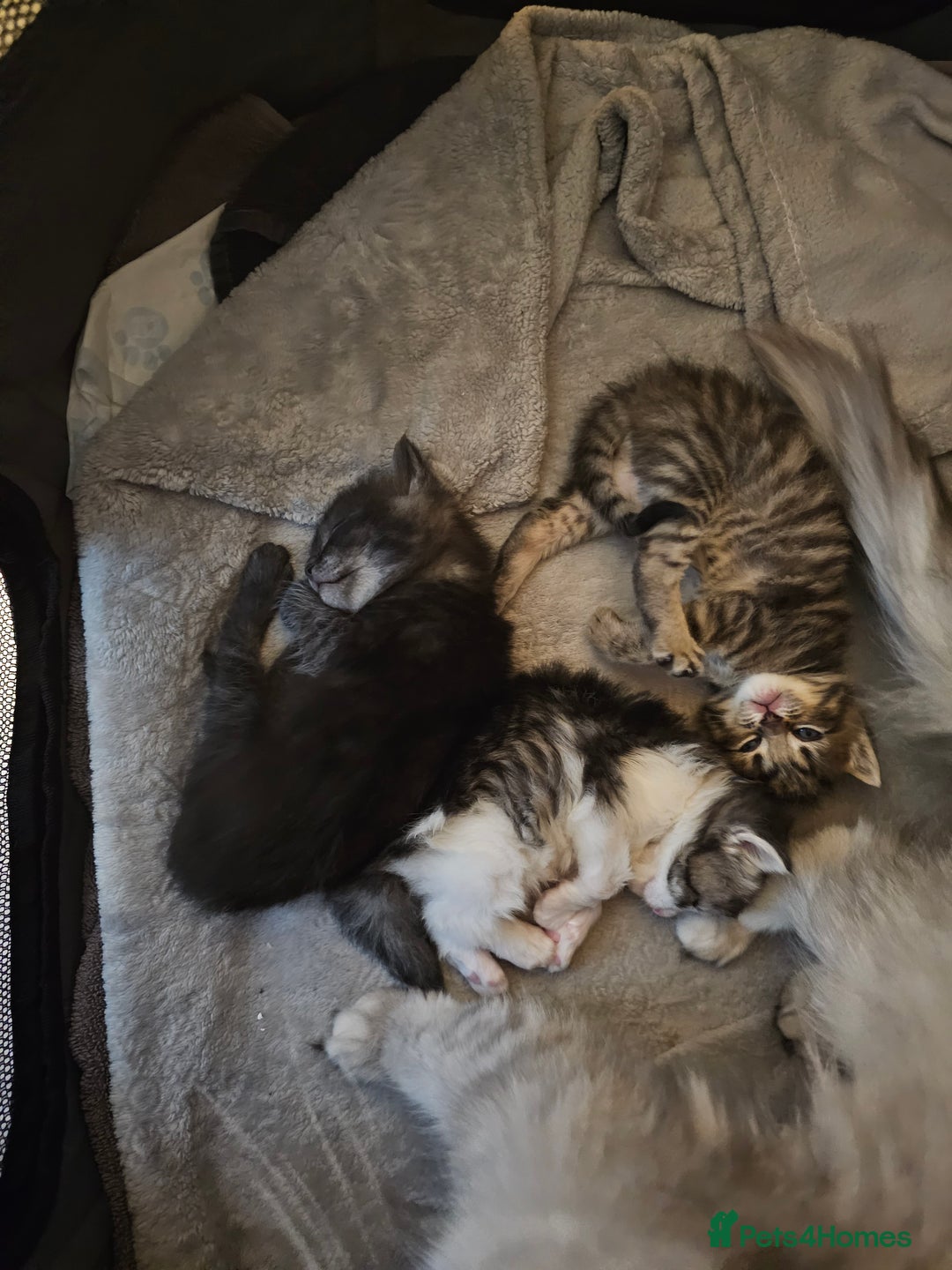 Persian cats for sale: Tabby female with full set up ready to go. - Image 25
