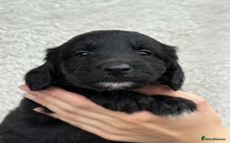 Aussiedoodle dogs for sale: Miniature Aussie Doodles  - Image 4