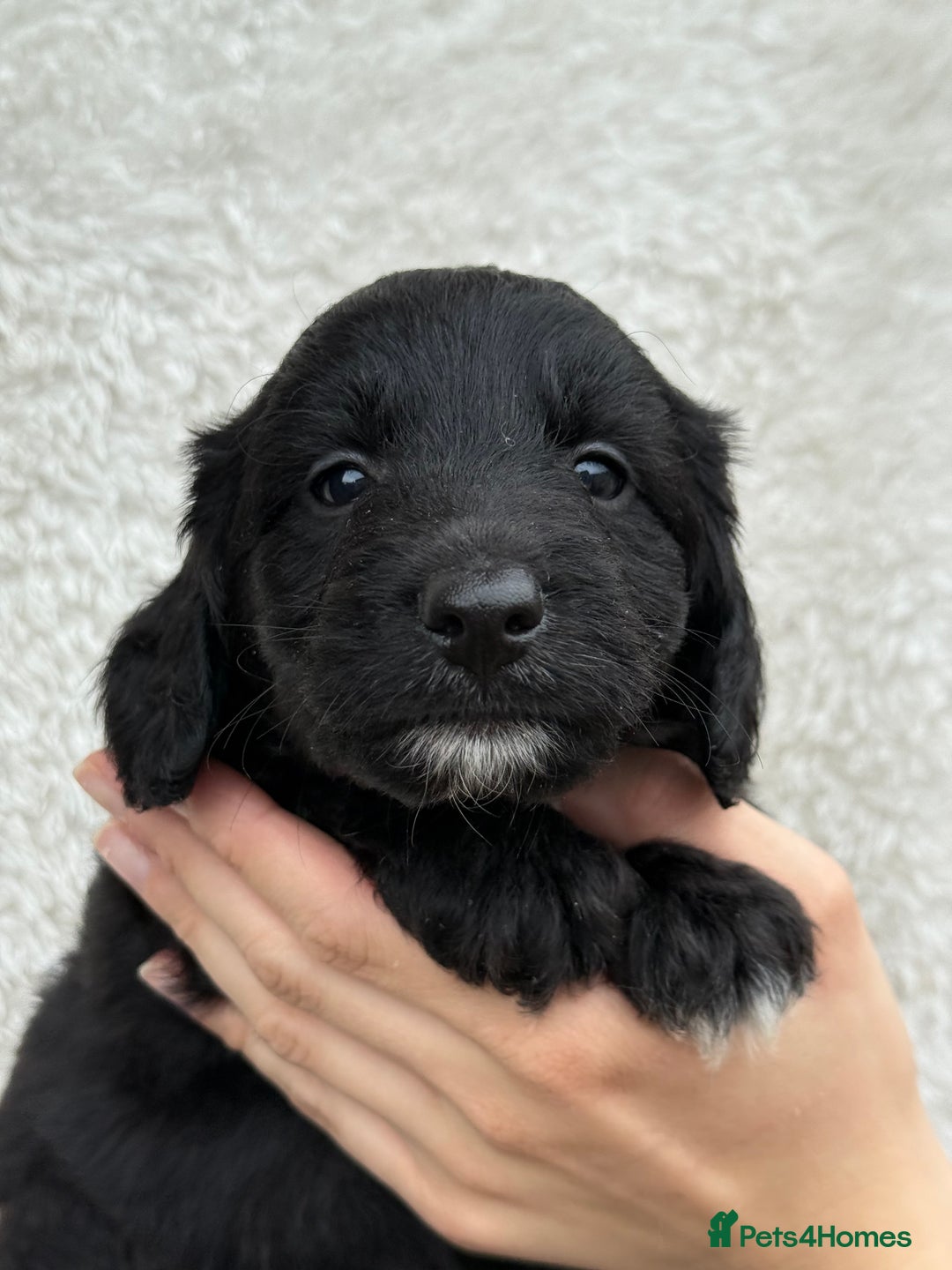 Aussiedoodle dogs for sale: Miniature Aussie Doodles  - Image 4