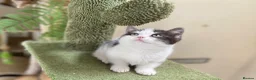 Munchkin cats for sale: 9 weeks old Full Pedigree Munchkin kittens  - Advert 3