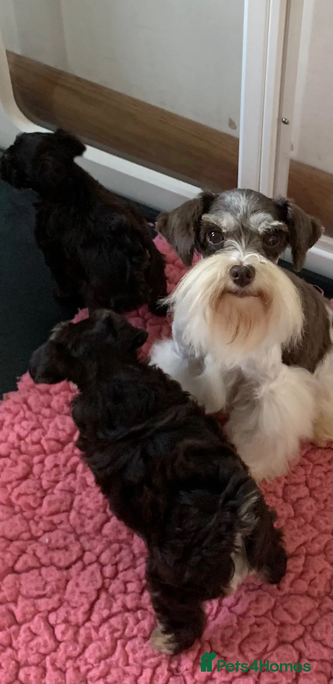 Miniature Schnauzer dogs for sale: 5* LICENSED RKC TOY MINI SCHNAUZERS H/T  - Advert 2