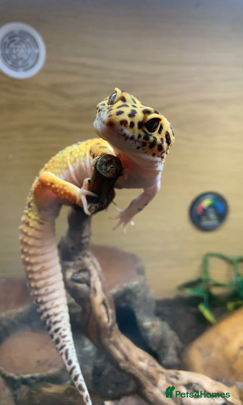 Leopard Gecko reptiles Stunning leopard gecko - Advert 1
