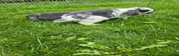 Mini Lop rabbits for sale: Mini lops, Grey & White, 2x Boys & 3x Girls - Advert 3