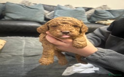 Cavapoo dogs for sale: 7 gorgeous F1b Cavapoo Puppies (4 girls & 3 boys)  - Image 7