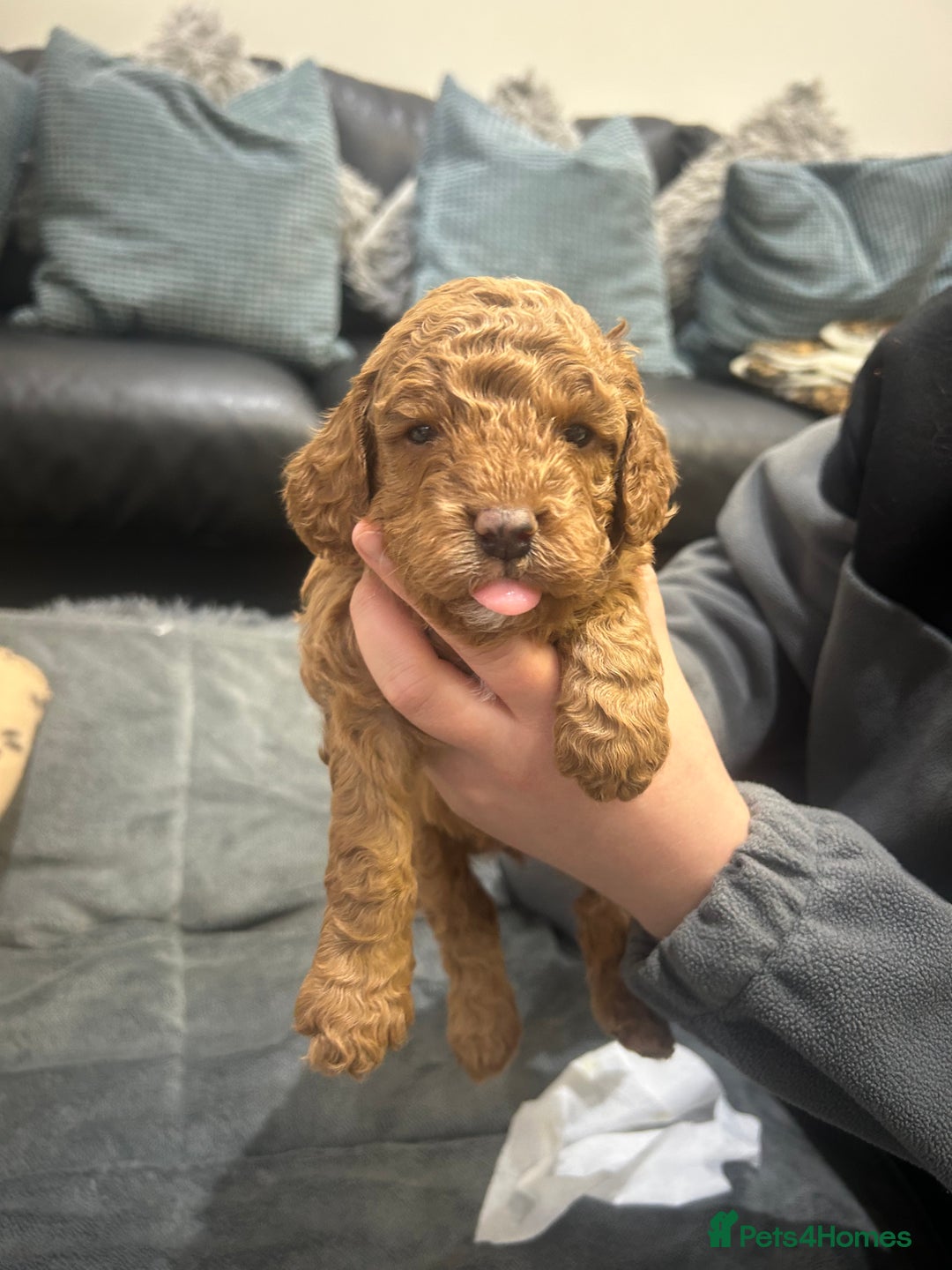 Cavapoo dogs for sale: 7 gorgeous F1b Cavapoo Puppies (4 girls & 3 boys)  - Image 7