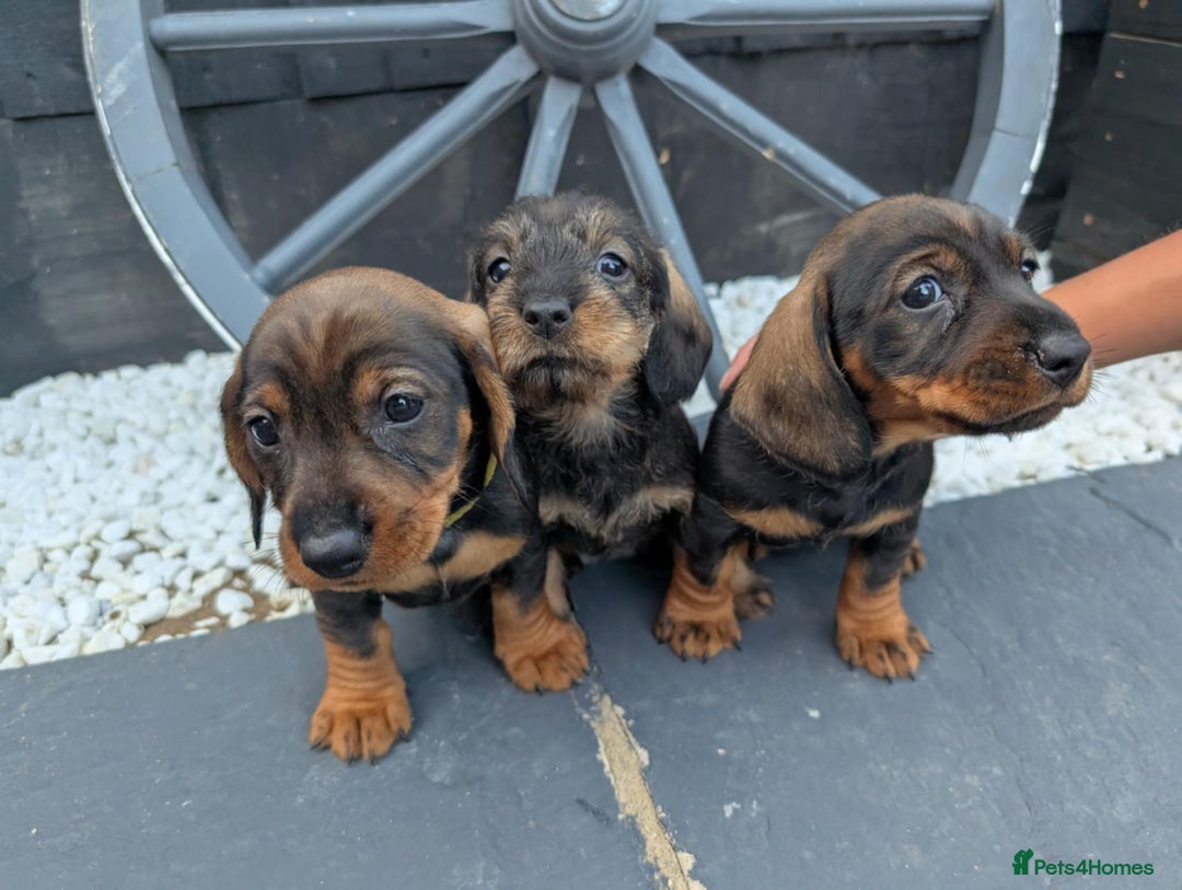 Dachshund dogs for sale: KC Register Standard Wirehaired Dachshund Puppies in Lincoln - Image 10