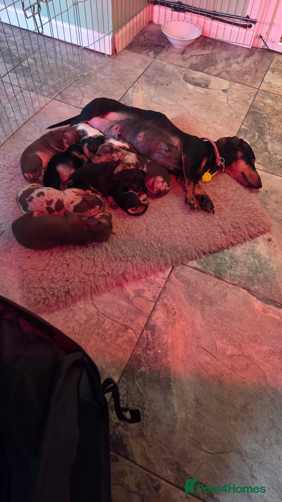 Dachshund dogs for sale: Beautiful Family Raised Daushound Puppies - Advert 11