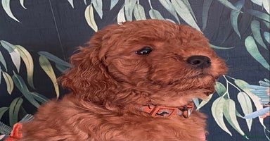 Labradoodle dogs - Advert 7