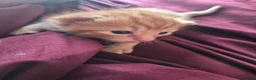 Domestic Shorthair cats for sale: Two Ginger Domestic Kittens  - Advert 2