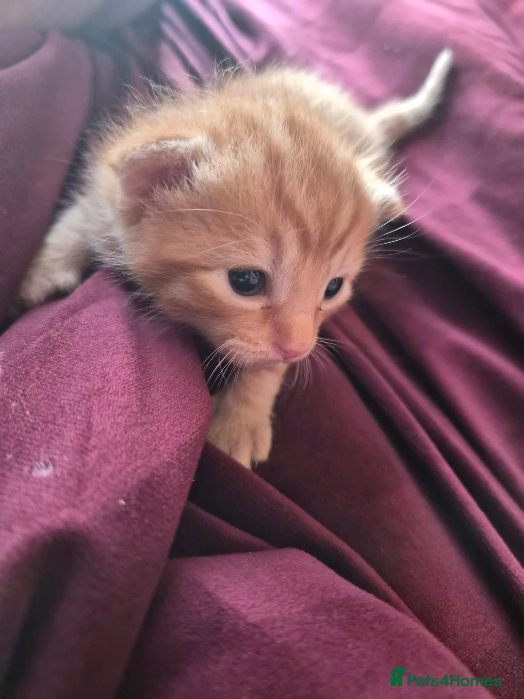 Domestic Shorthair cats for sale: Two Ginger Domestic Kittens  - Advert 2