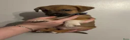 Jack Russell dogs for sale: Much wenlock boys in Worcester - Advert 18