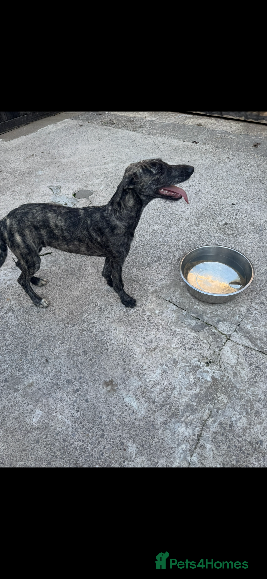 Lurcher dogs for sale: Saluki greyhound x collie greyhound  - Image 7