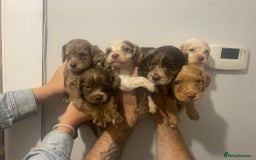 Cocker Spaniel dogs for sale: Working Cocker Spaniels - Image 8