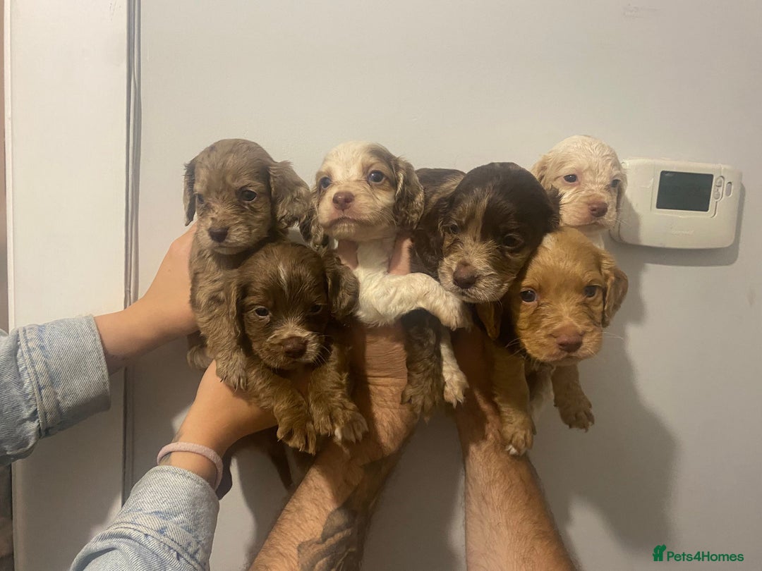 Cocker Spaniel dogs for sale: Working Cocker Spaniels - Image 8