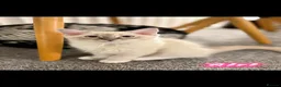 Ragdoll cats for sale: Ragdoll kittens - Advert 6