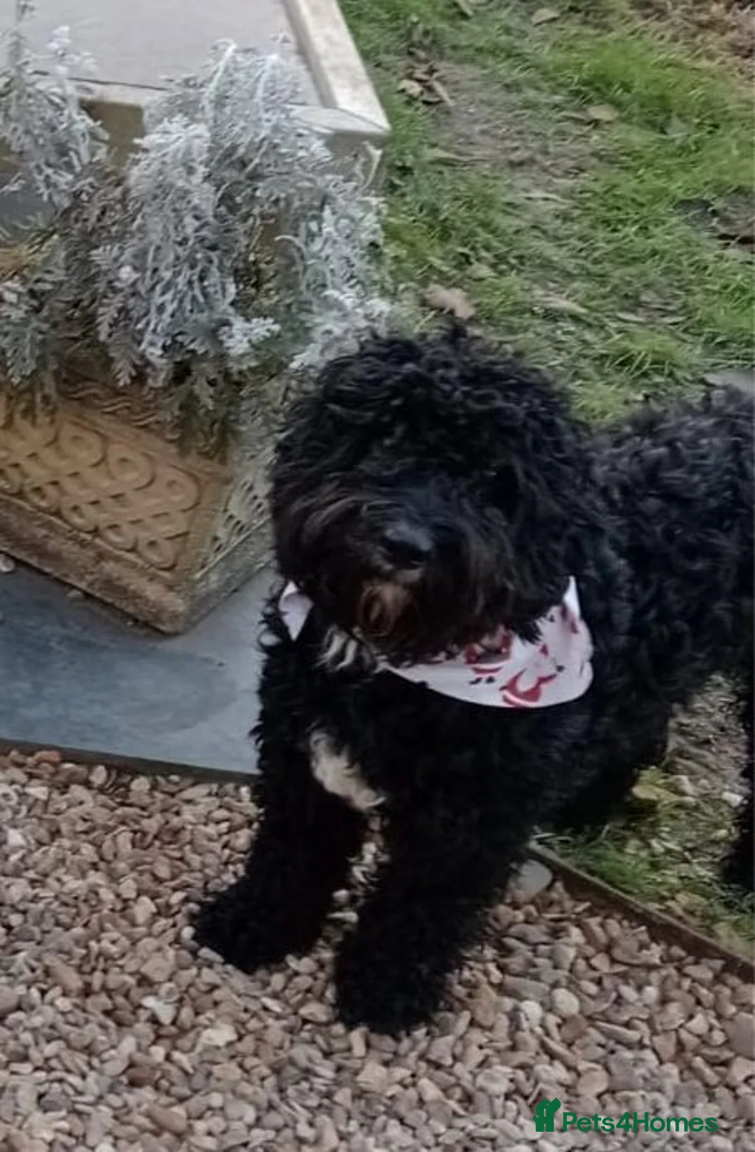 Mixed Breed dogs for sale: Cairncapoo Puppies  in Andover - Advert 4