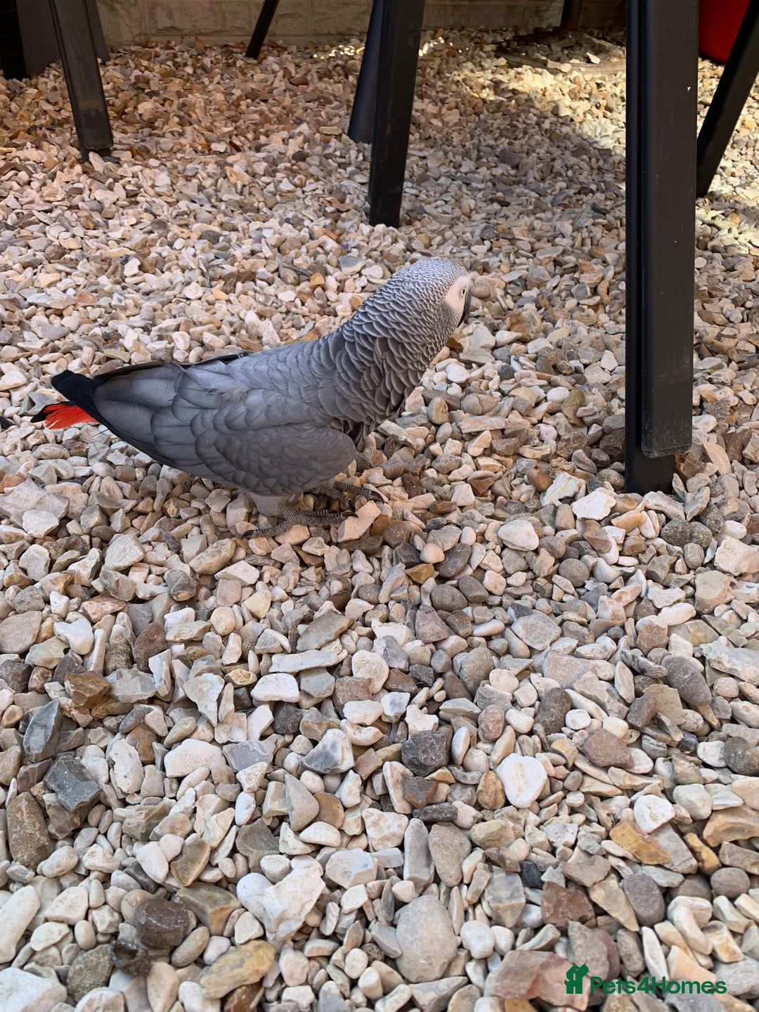 Parrots birds for sale: Our 2 loving African greys  - Advert 12