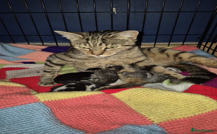 Mixed Breed cats - Advert 4