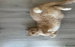 British Shorthair cats for sale: Nala - Rehoming (No fee)  - Image 5
