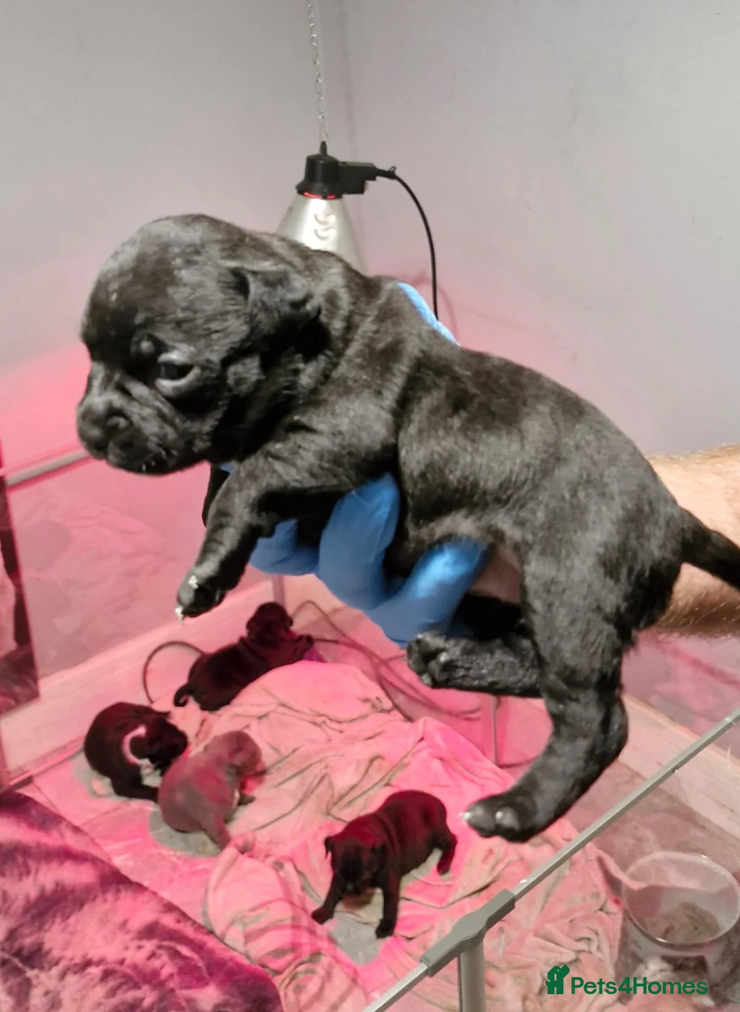 Staffordshire Bull Terrier dogs for sale: KC Staffordshire puppies champion lines - Advert 9