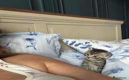 Mixed Breed cats for sale: British shorthair X British shorthair x Tabby - Image 18