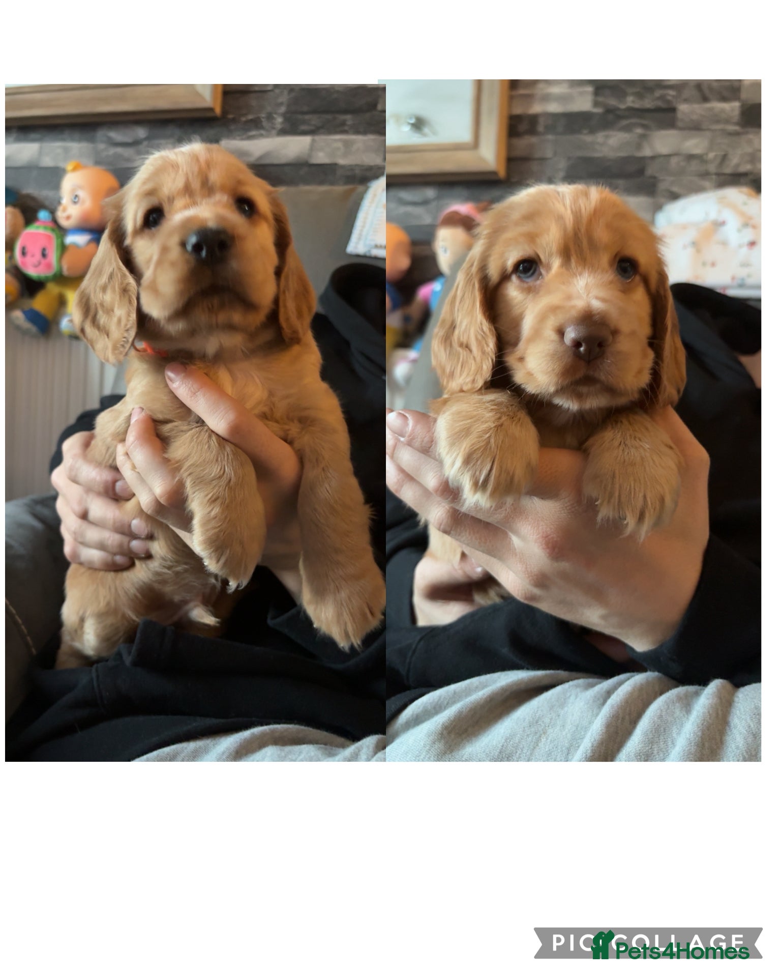 Cocker Spaniel dogs Show type cocker spaniel pups - Advert 15