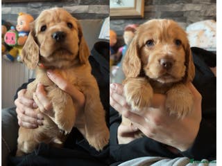 Cocker Spaniel dogs Show type cocker spaniel pups - Advert 13